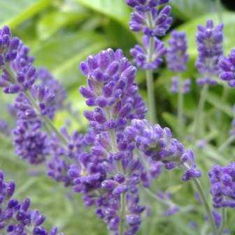 English_Lavender